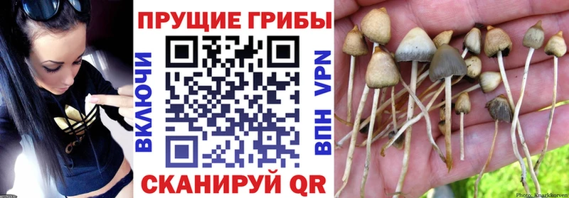 Псилоцибиновые грибы ЛСД  Хабаровск 